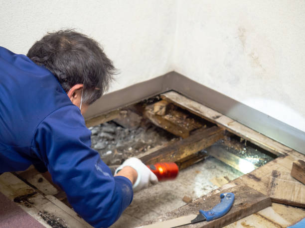 Mold Removal and Inspection in Bay Park, NY
