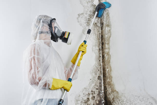 Best Crawl Space Mold Removal  in Bay Park, NY