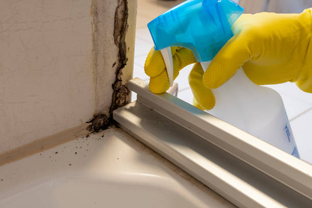 Professional Mold Removal in Bay Park, NY