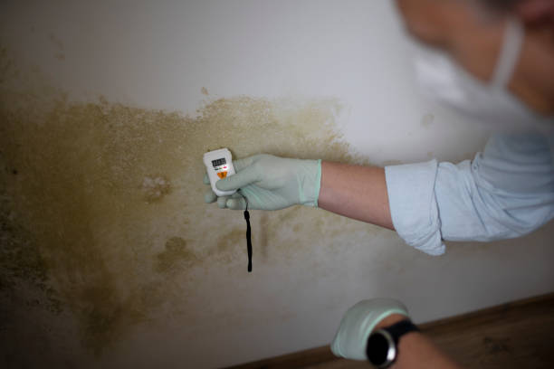Best Certified Mold Removal  in Bay Park, NY