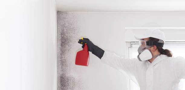 Attic Mold Removal in Bay Park, NY