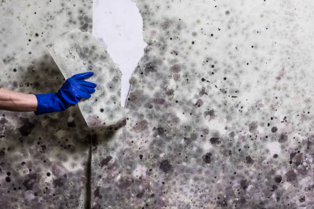 Best Local Mold Removal Service  in Bay Park, NY