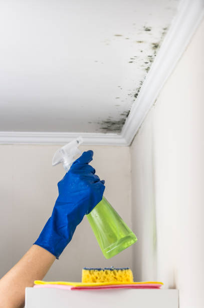 Mold Removal Process in Bay Park, NY