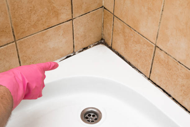 Best Emergency Mold Removal  in Bay Park, NY